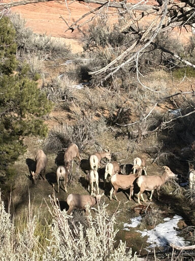 A herd of desert bighorn sheep grazing on a sagebrush hillside in Zion National Park